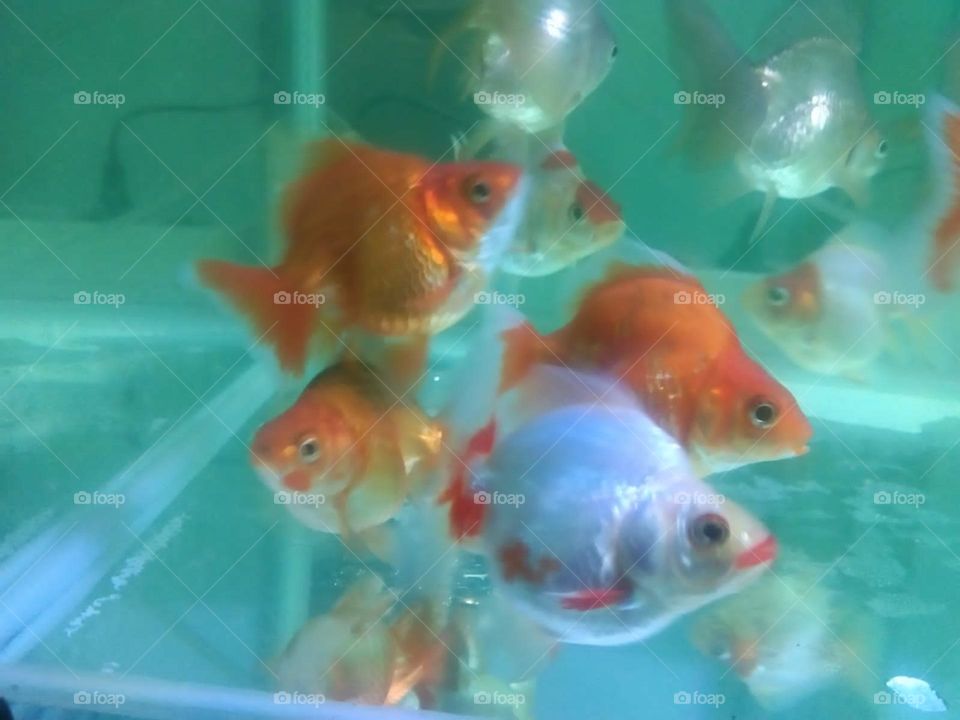 fish koki - tulung agung-east java