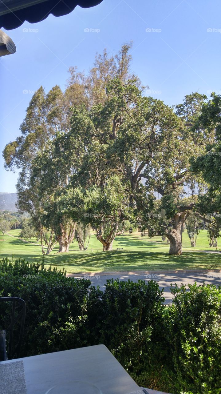 Oak Trees in Ojai