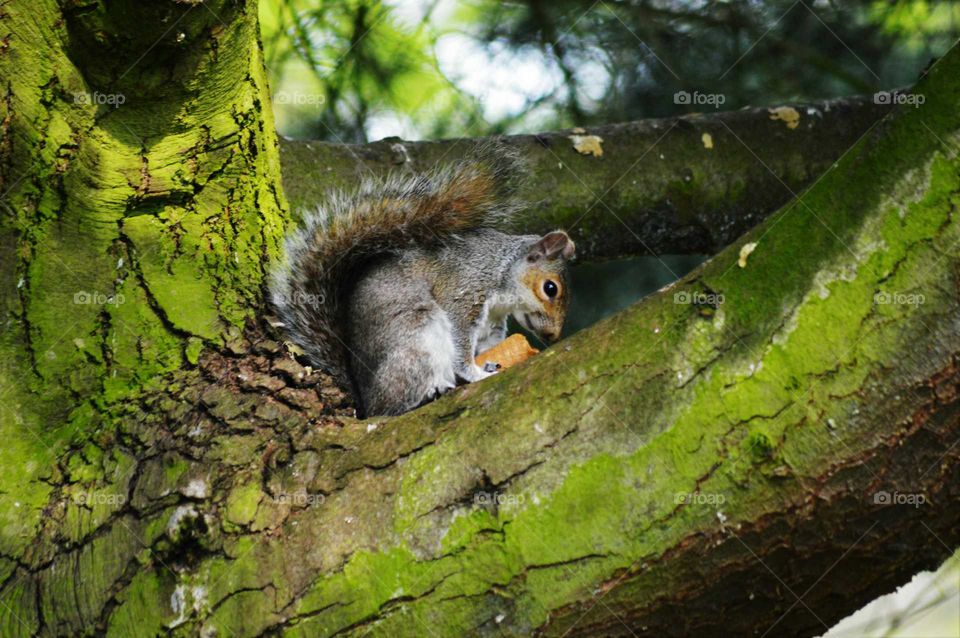 squirrel munching a carrot on a tree