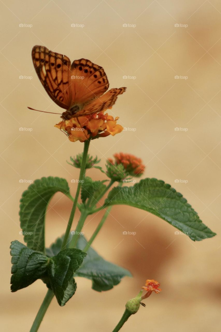 An Euptoieta heresia , or Mexican fritillary, a tropical orange and black butterfly, lands on an orange flower of the same shade. 