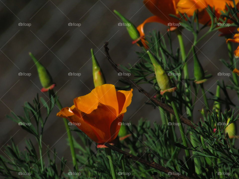 orange and beautiful