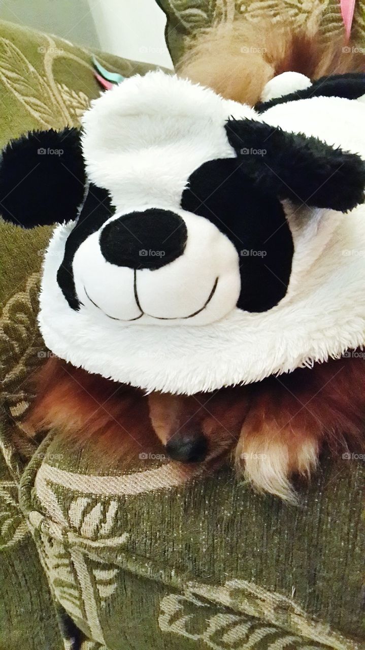 Panda Dog
