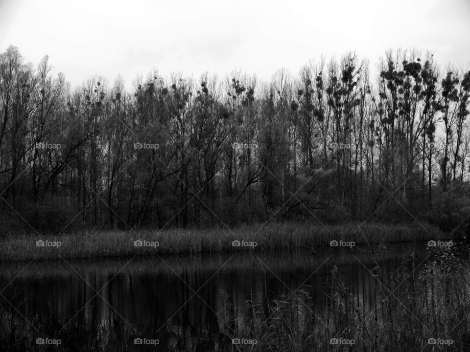 Black and white shot of landscape in Zehdenick, Germany.