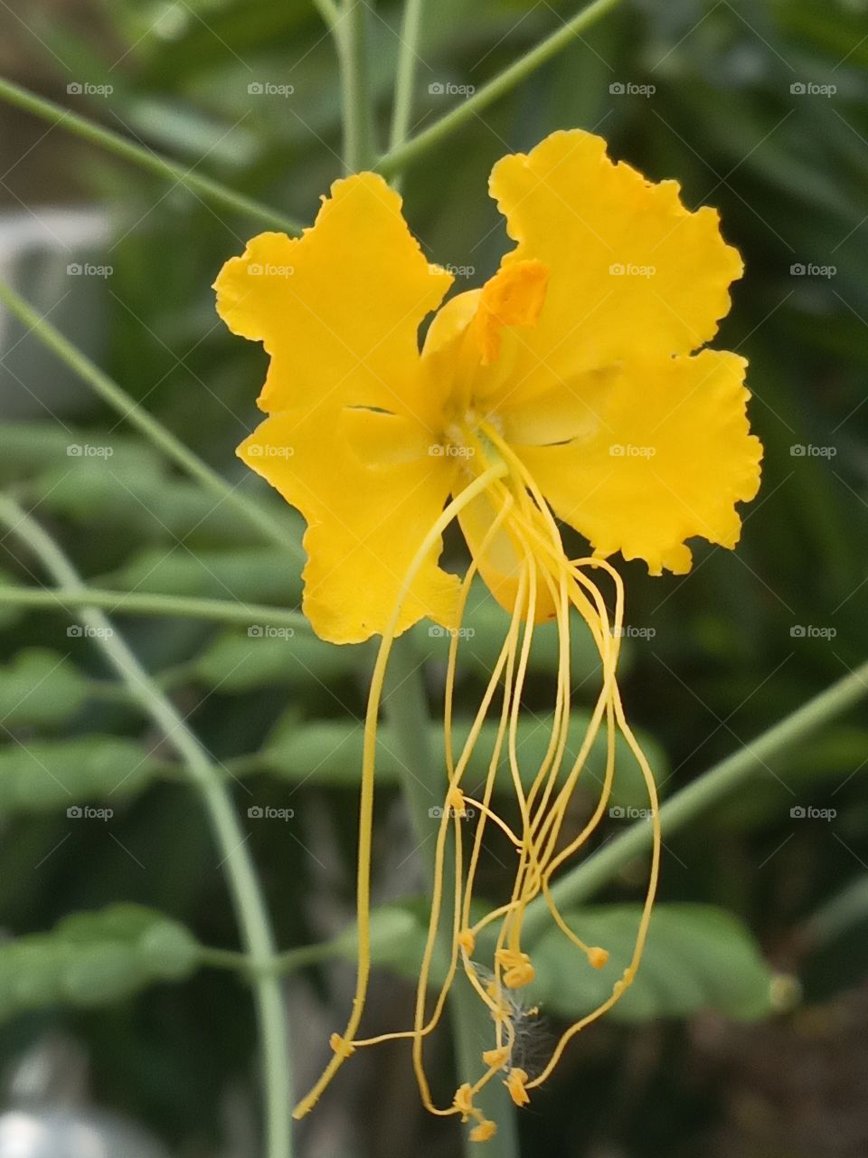 yellow  buds Jamaican