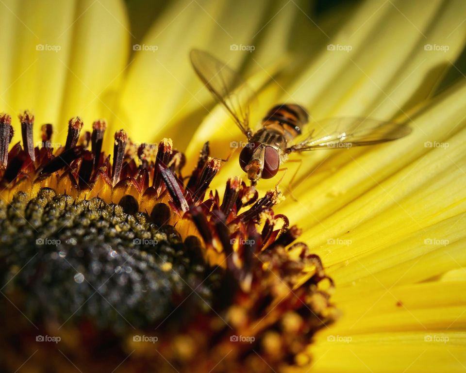 Hoverfly searching for nectar on yellow flower