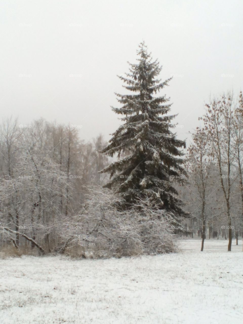 Winter, Snow, Frost, Cold, Tree