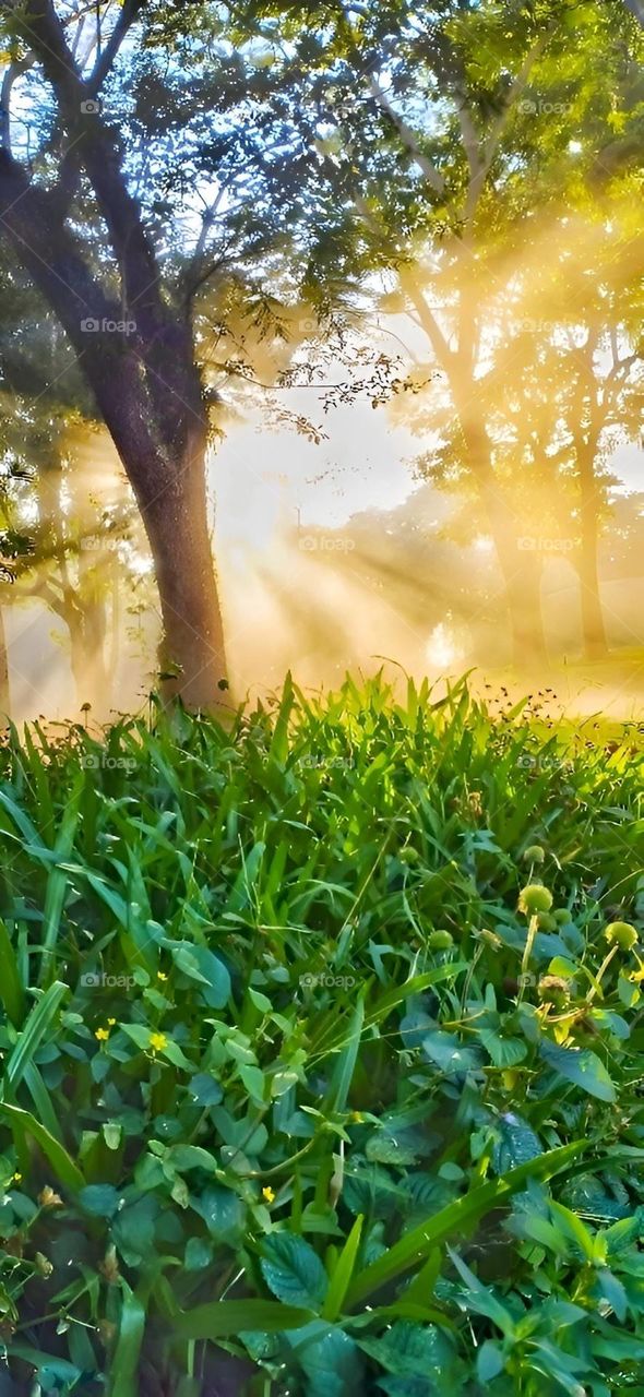 Sunrays Between Trees