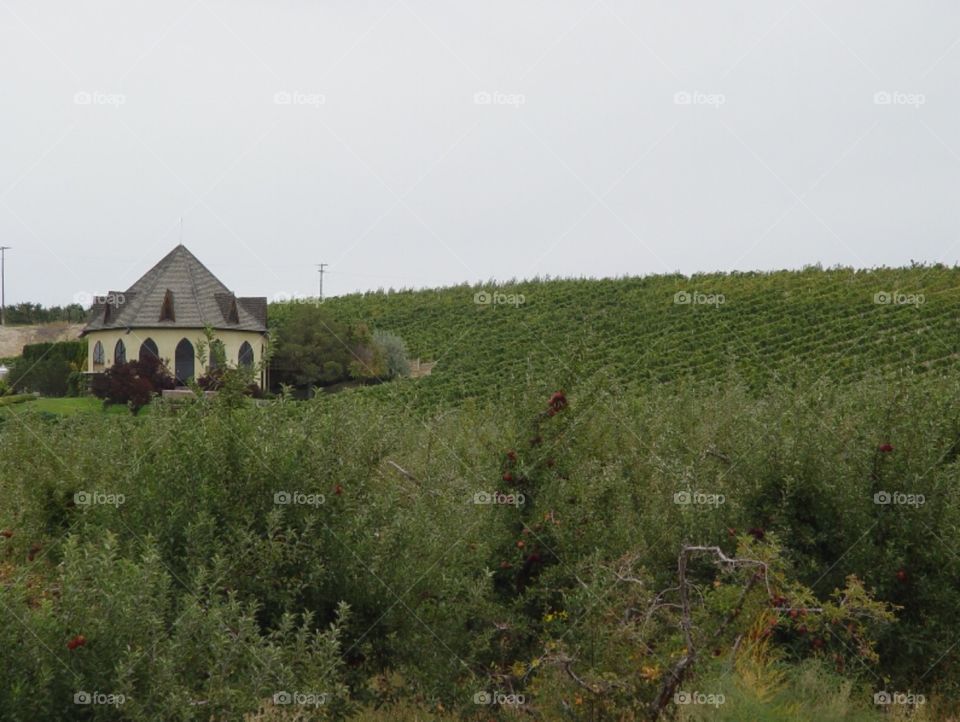 Idaho Vineyard
