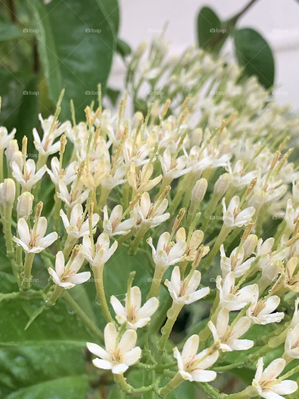 beautiful flowers in the garden 