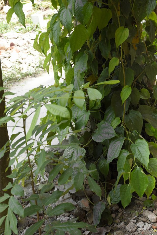 leaves