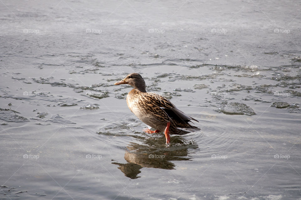 Single wading duck
