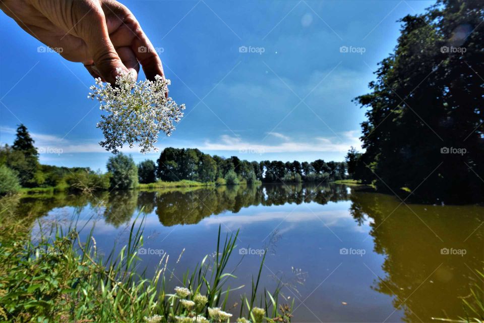 hand holding blooming white flower in front of a landscape with trees reflecting in water