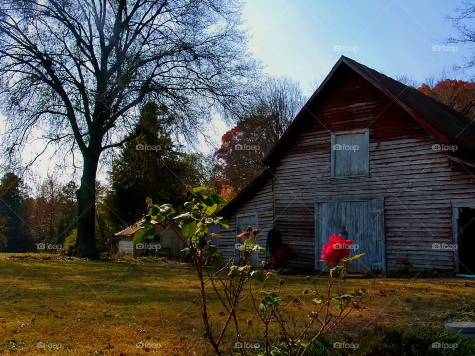 trees barn building rose by wme