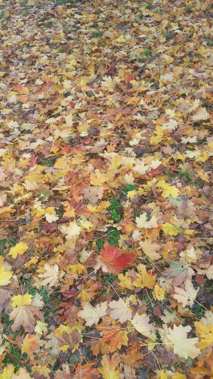 Bed of leaves