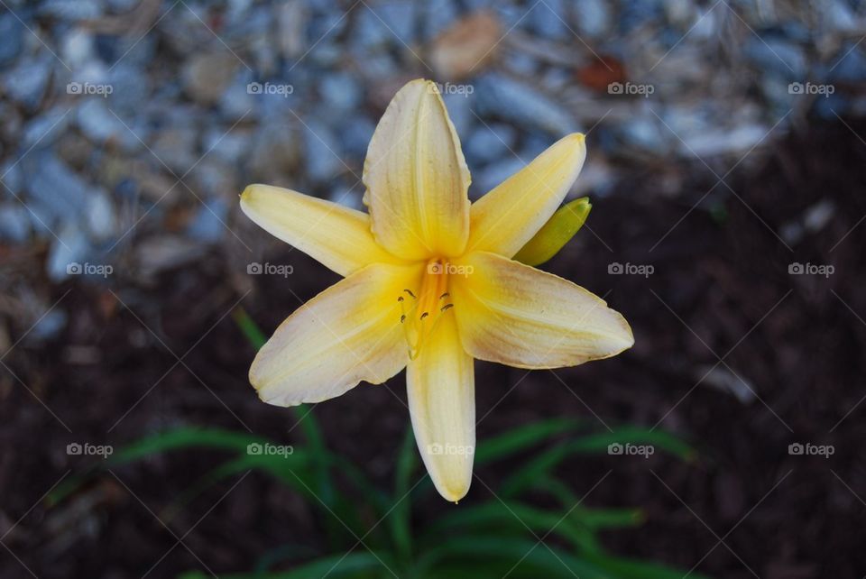 Daylily yellow