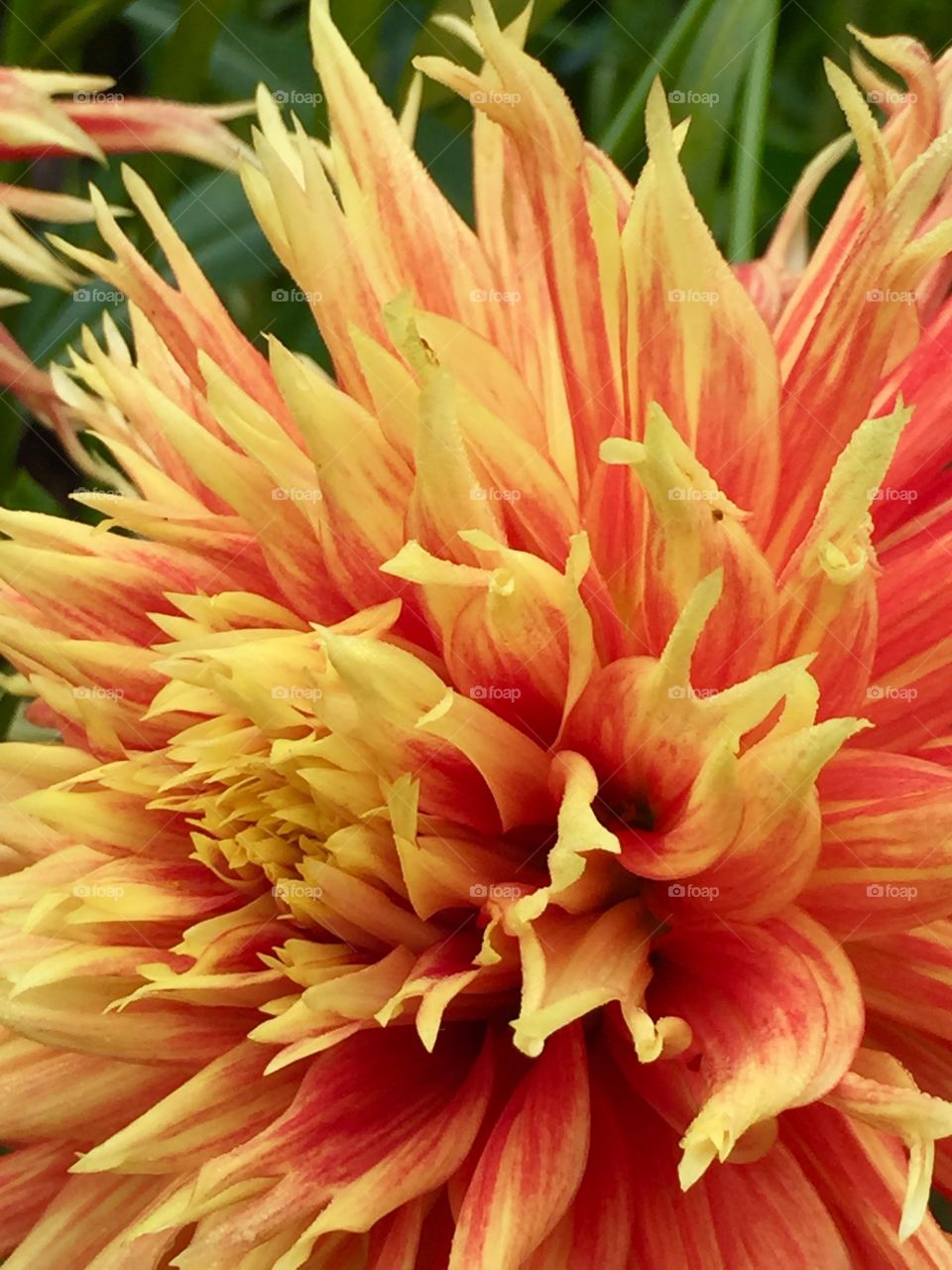 Dahlia 