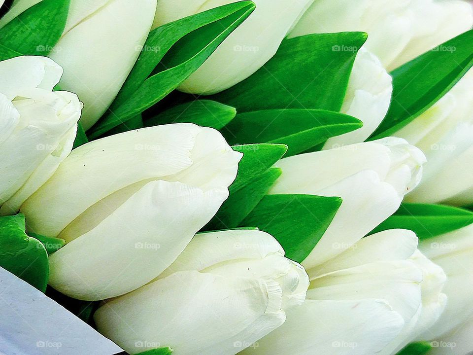 White colour.  Bouquet of white tulips with green leaves.  Close-up