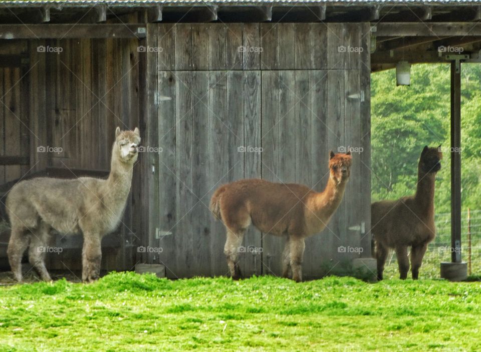 Alpacas On A Farm
