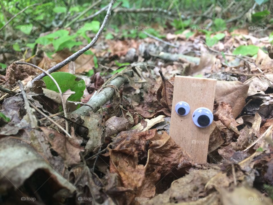 Surprise in the woods 