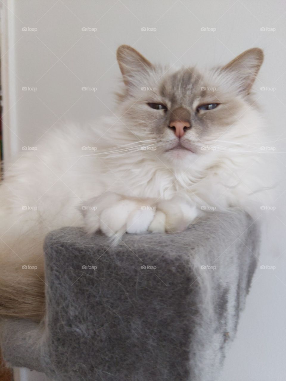 Birman cat chilling out