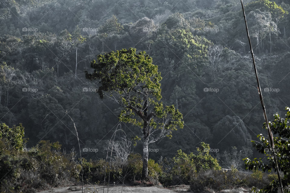 Somewhere in the jungles of Ukhrul, Manipur, India