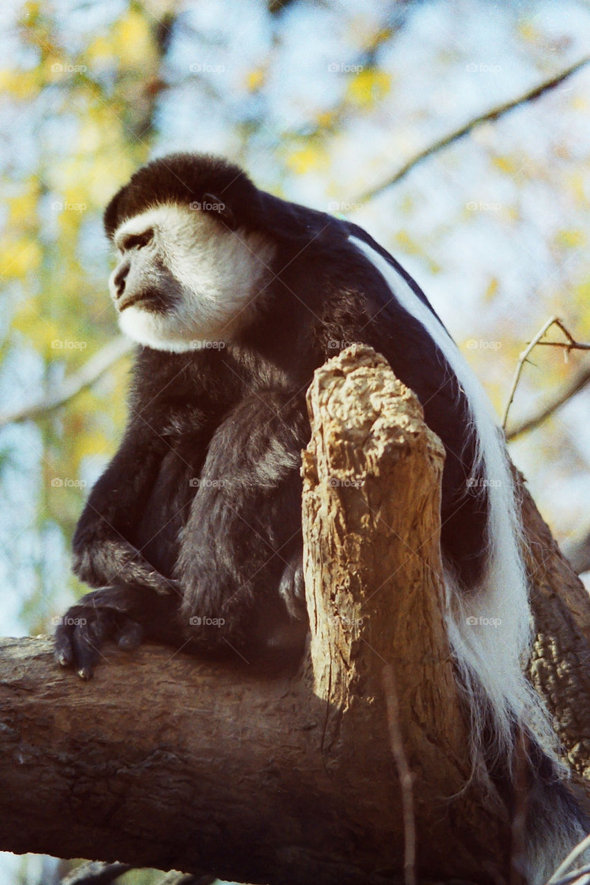 Colobus monkey. black-and-white colobus monkey