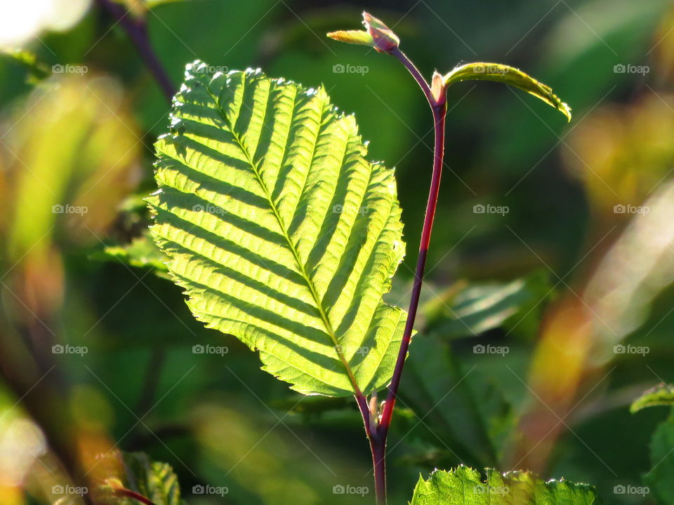 translucent leaf