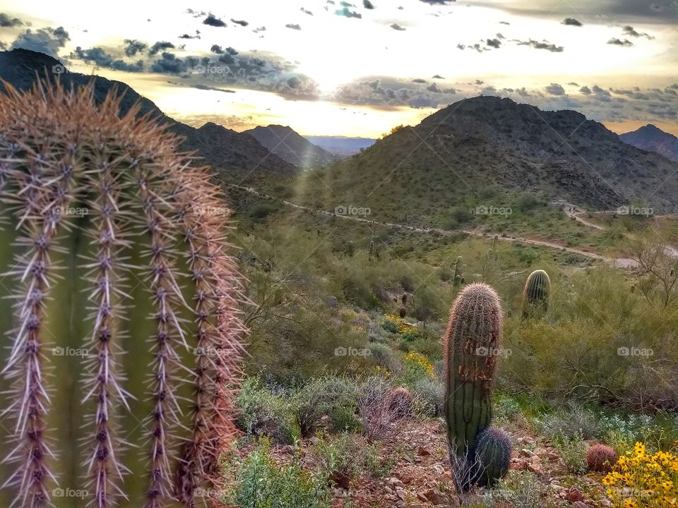 cactus dotted reset trail