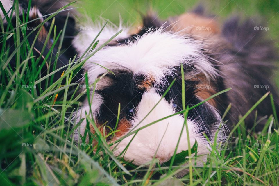 Guinea Pigs