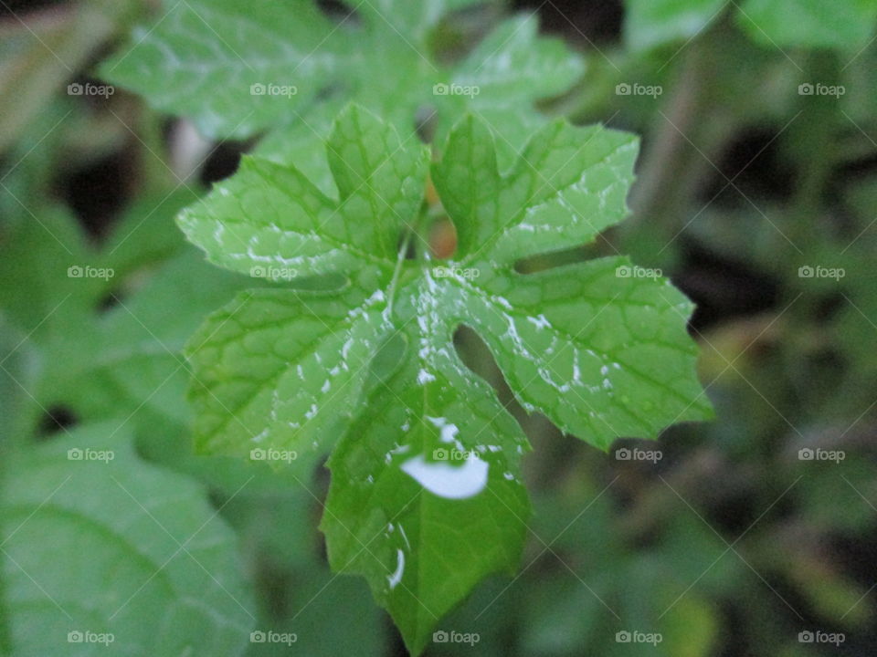 leaves bitter gourd