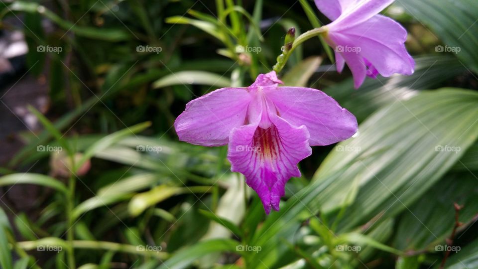 Orchids of the Garden