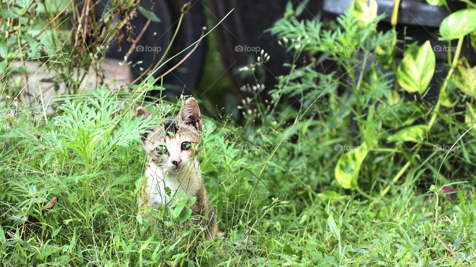 kitten plays in the yard