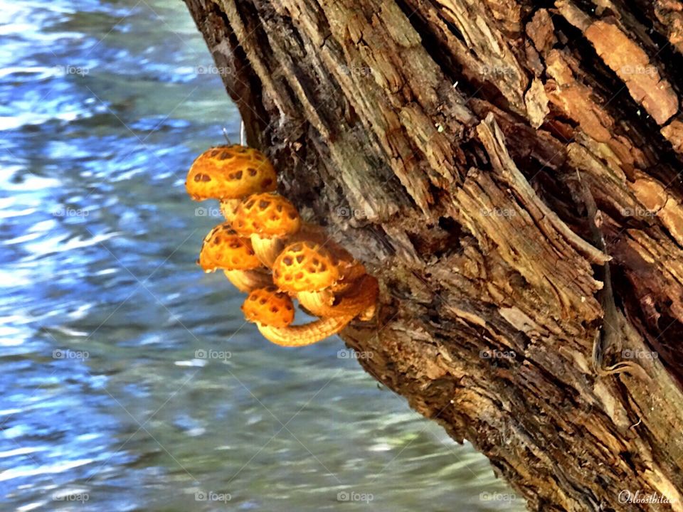 Mushrooms. Mushrooms in Oslo, Norway