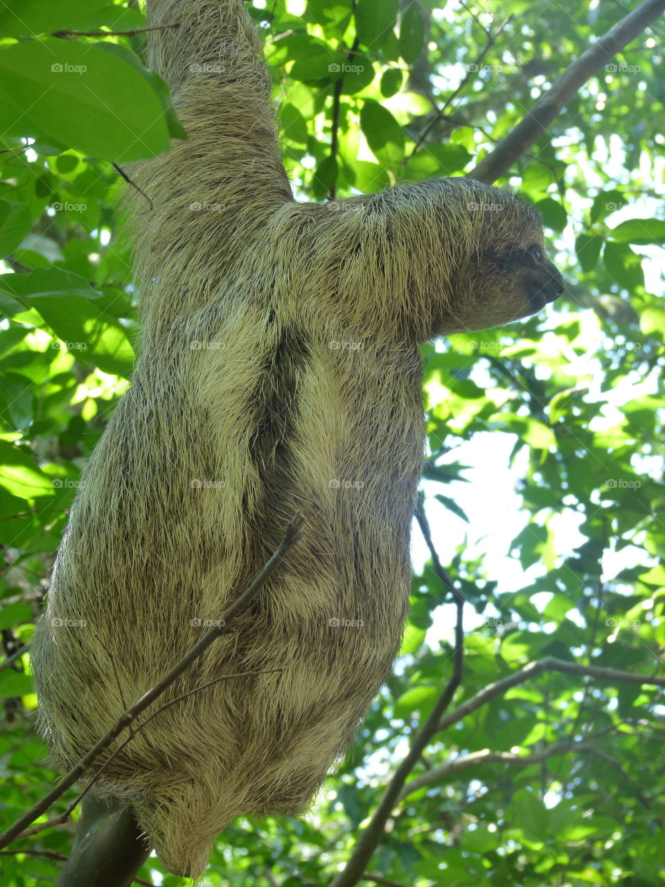 climbing baby sloth