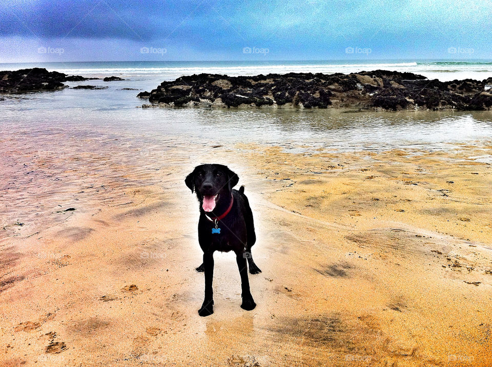 gwithian bay cornwall beach dog sand by littlegemm