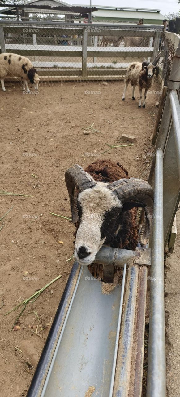 Sheep at Chulu Ranch in Beinan Township