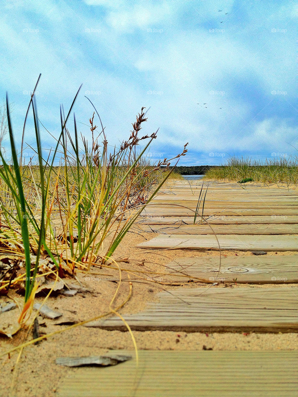 beach pretty wood grass by somebeach