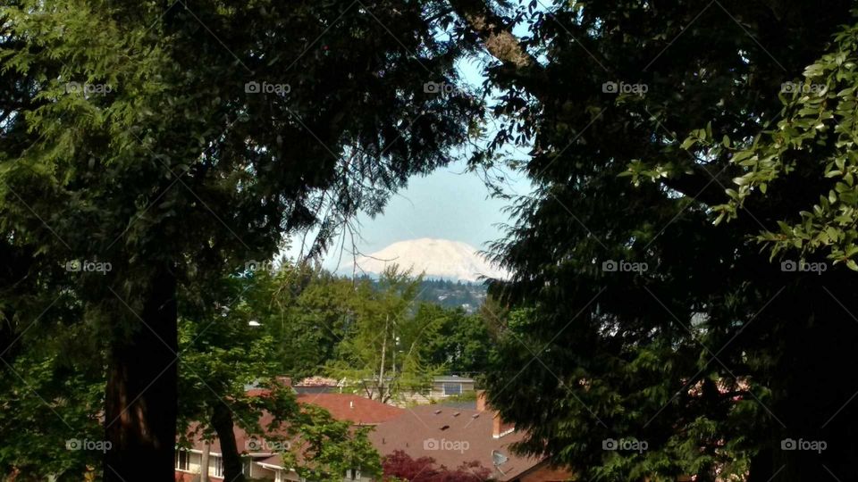 Mount St. Helens as seen from a park in North Portland through conifer trees