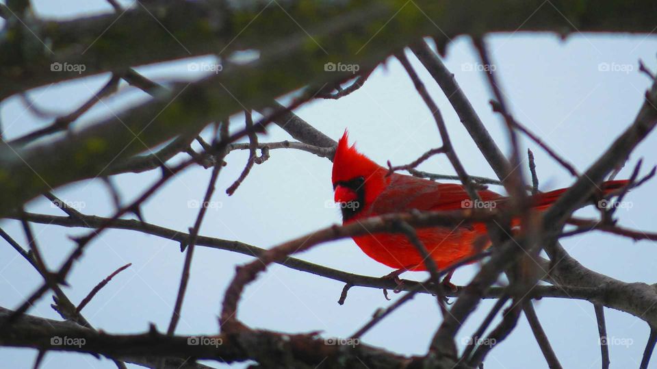 Male Cardinal brilliant
