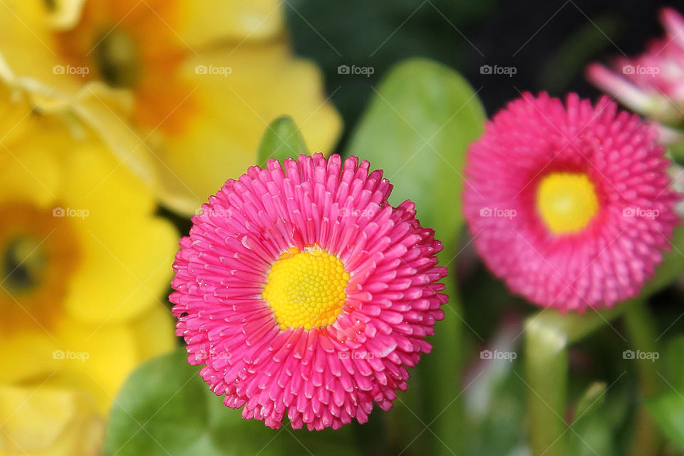 flower macro color makro by dryair