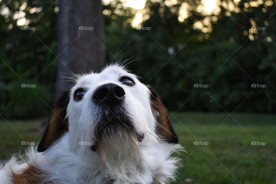 Cute mixed breed dog playing at dusk 