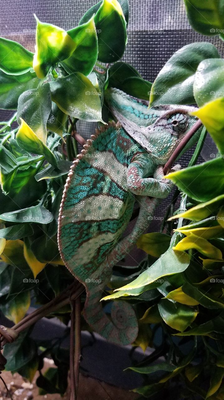 Veiled Chameleon