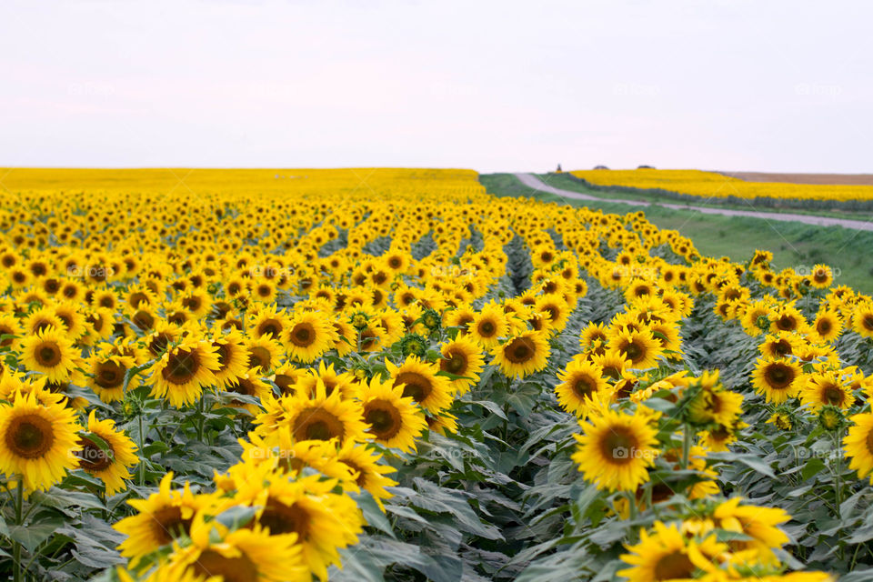 Fields of sunflowers!