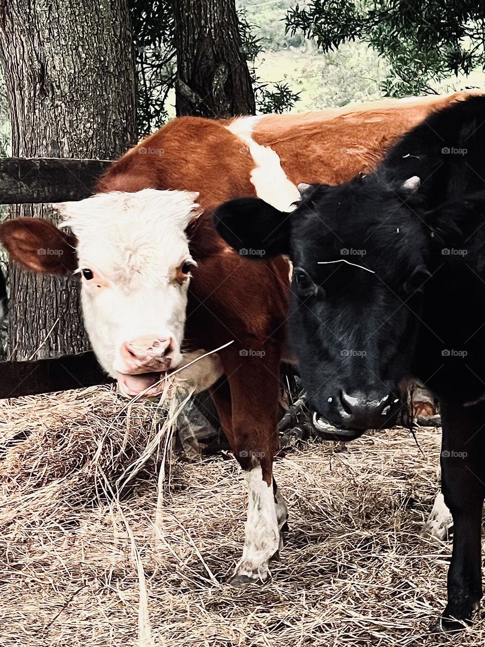 Terneros comiendo heno