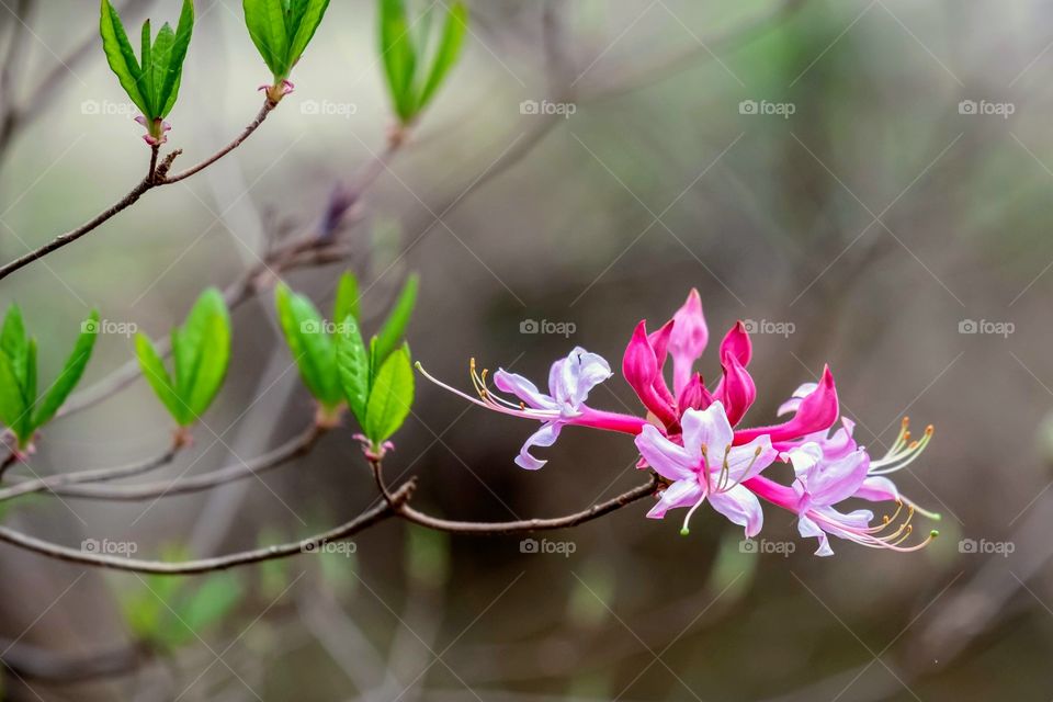 A bright pink cluster of pinkster flowers (Rhododendron periclymenoides), a species of wild azalea. 