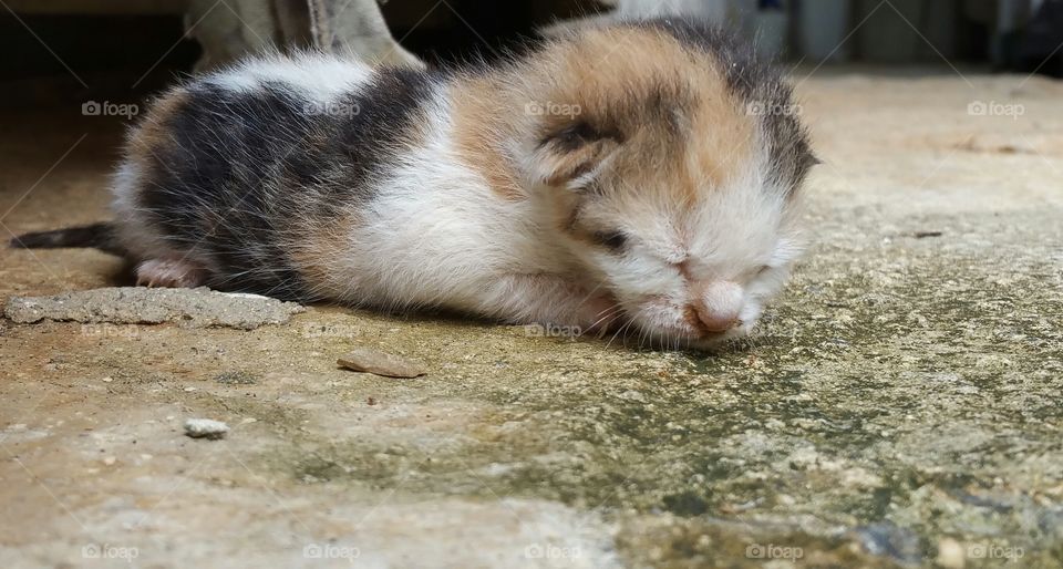 Sleeping kitten