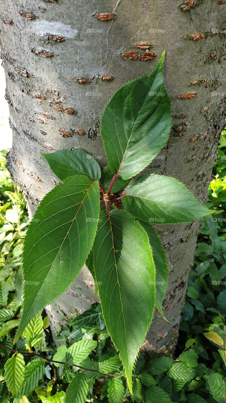 leaf on tree trunk