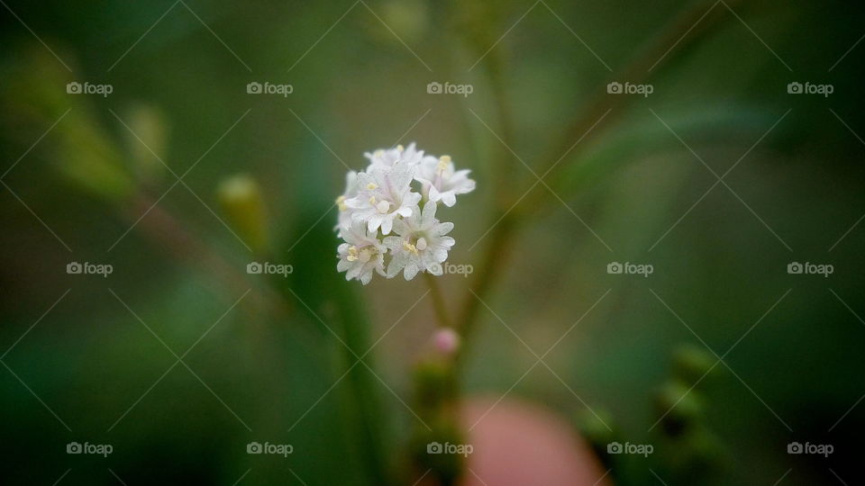 the most beautiful little white flowers by macro