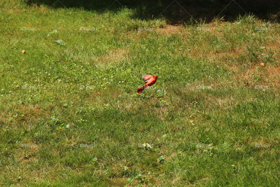 Bird, Grass, Nature, Environment, Outdoors