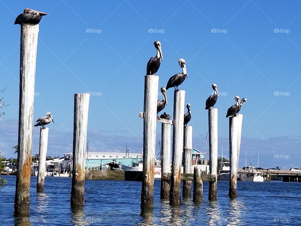 pelican posts
